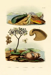 Poisson-ballon